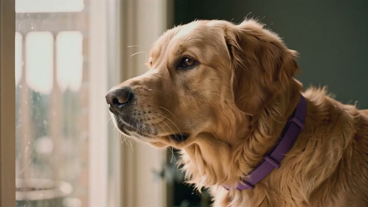 Side profile of the dog wearing the collar, calmly sniffing the air at nose level.
