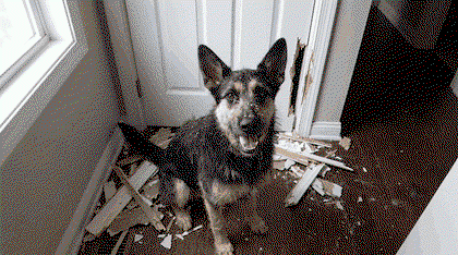 Barrett the shepherd mix standing in the hallway he chewed apart, tail wagging