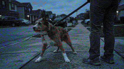 Otis braced rigid on a suburban sidewalk before sunrise with the leash pulled tight
