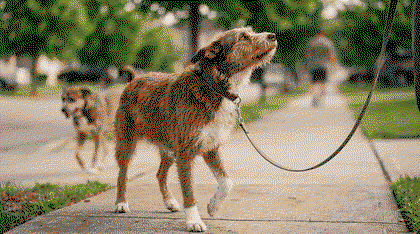 Otis walking calmly on a loose leash while another dog passes a few feet away