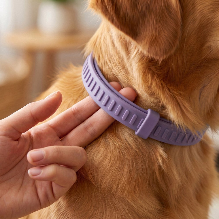 Two fingers slid under a purple CollarZen collar on a golden retriever's neck to check the fit.