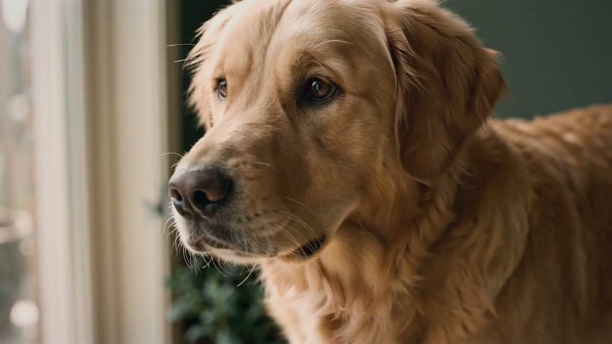 A woman's hands fasten the purple CollarZen collar around a golden retriever's neck; he leans calmly into her touch.