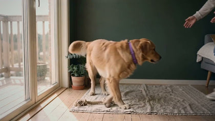 A golden retriever crossing the room to his owner, who crouches to take him into a hug.