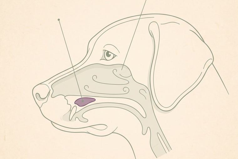 Line diagram of a dog's head in profile with the vomeronasal organ highlighted above the roof of the mouth